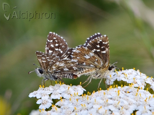 Pyrgus malvae