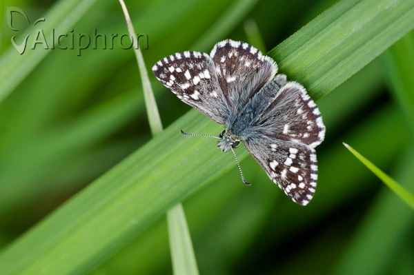 Pyrgus malvae