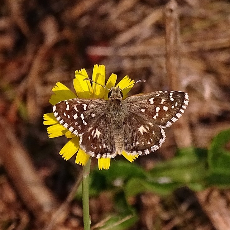 Pyrgus malvae