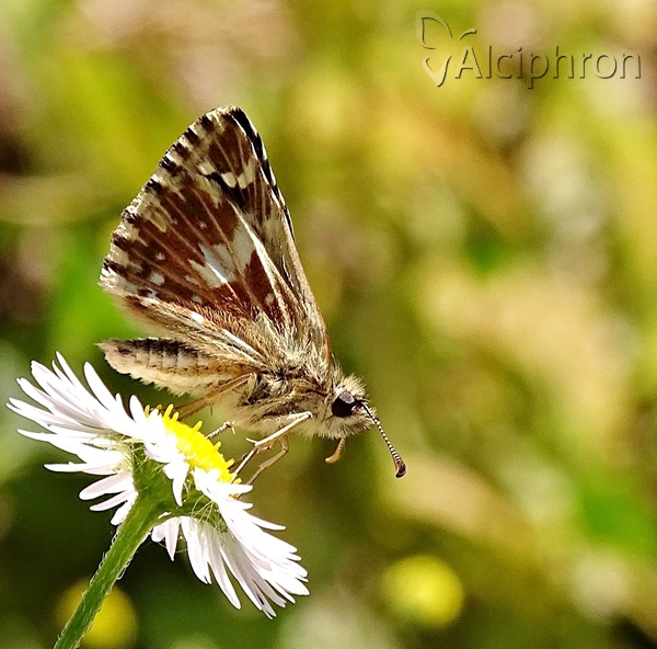 Pyrgus malvae