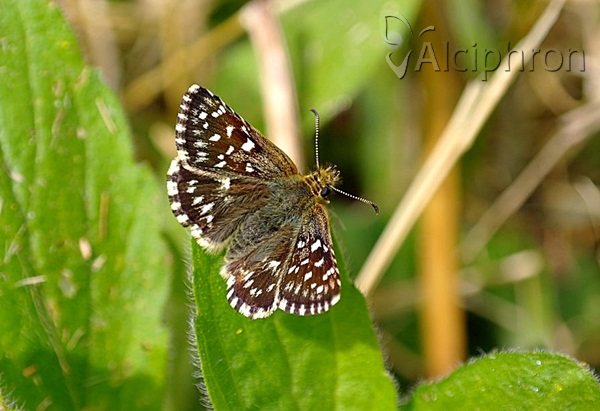 Pyrgus malvae