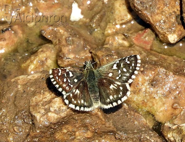 Pyrgus malvae
