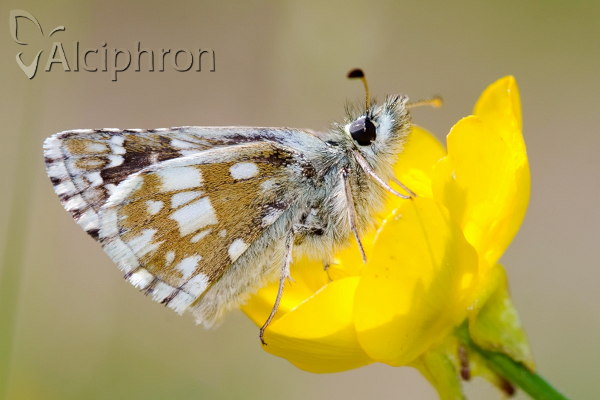 Pyrgus serratulae