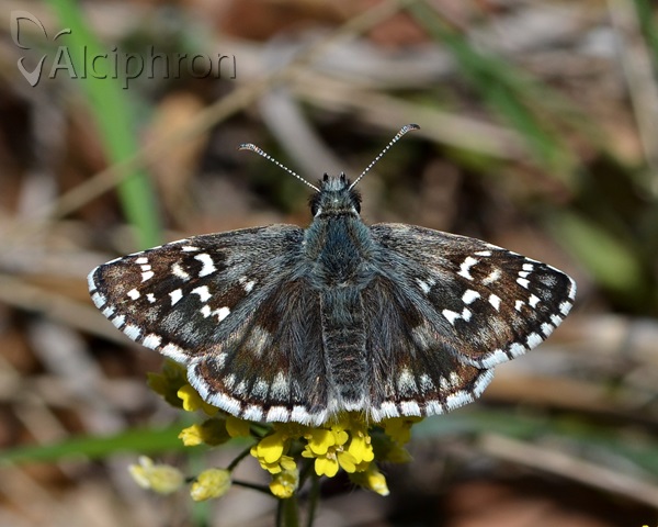 Pyrgus serratulae