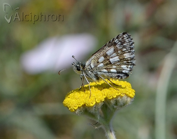 Pyrgus serratulae