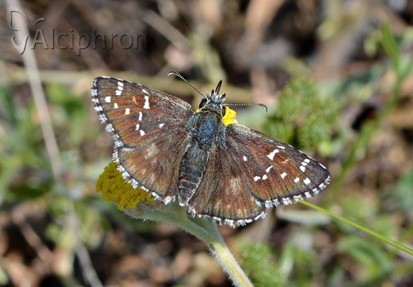Pyrgus serratulae