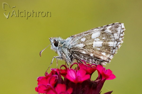 Pyrgus serratulae