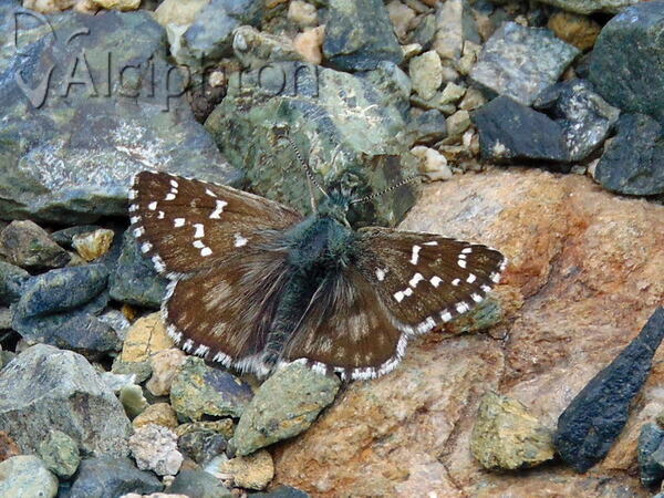 Pyrgus serratulae