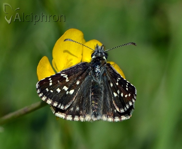 Pyrgus serratulae