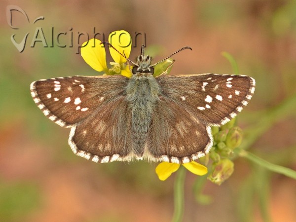 Pyrgus serratulae