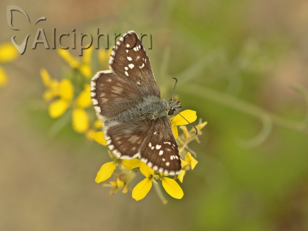 Pyrgus serratulae