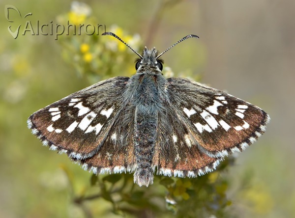 Pyrgus cinarae