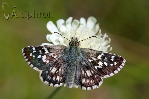 Pyrgus cinarae