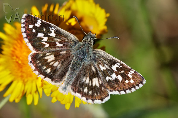 Pyrgus cinarae