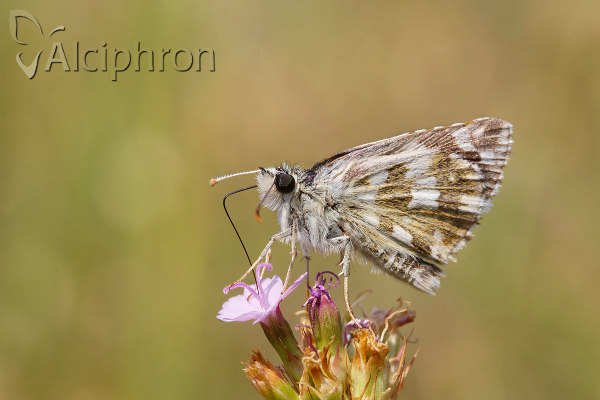 Pyrgus cinarae