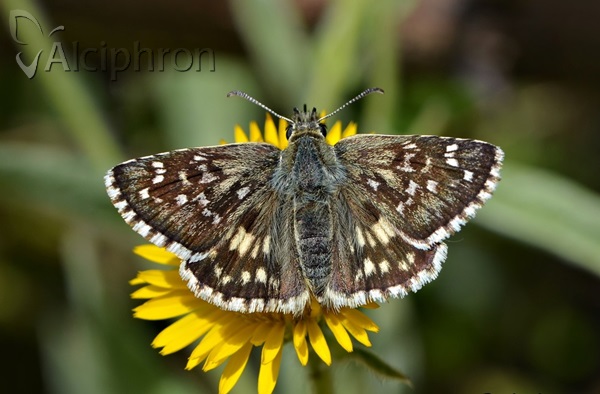 Pyrgus cinarae