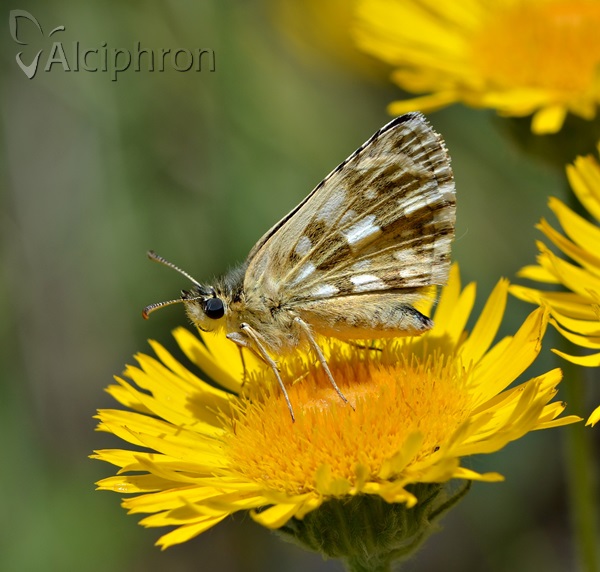 Pyrgus cinarae