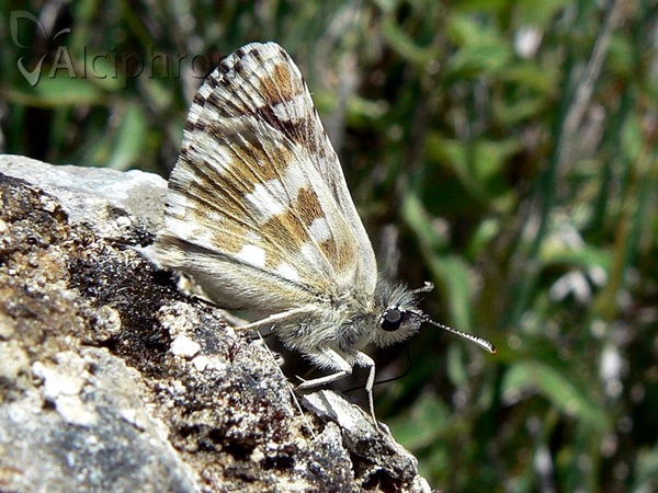 Pyrgus cinarae