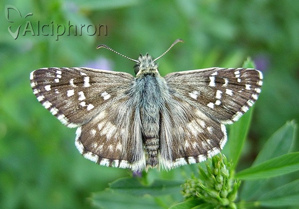 Pyrgus armoricanus