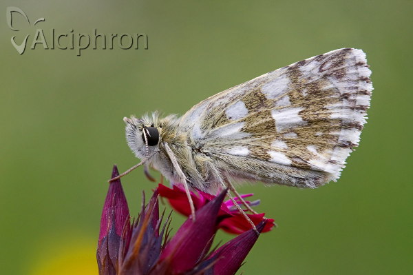 Pyrgus armoricanus