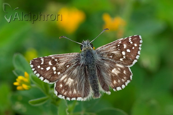 Pyrgus armoricanus