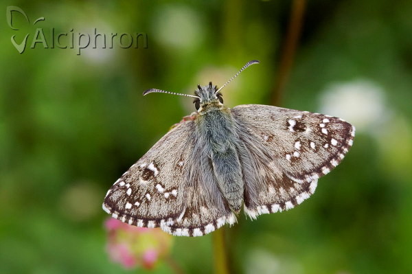 Pyrgus armoricanus