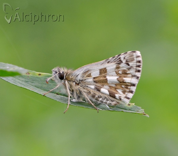 Pyrgus armoricanus