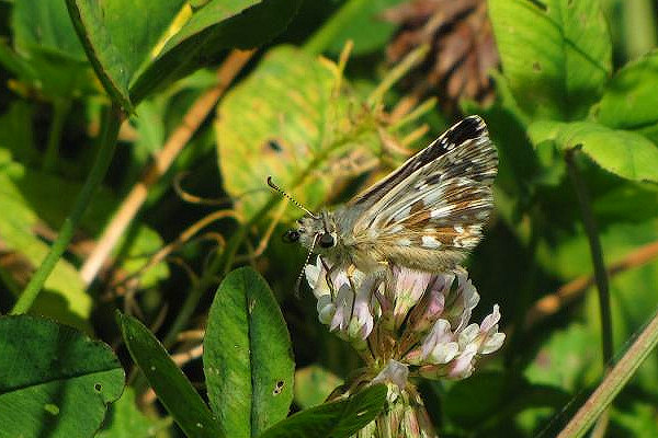 Pyrgus armoricanus