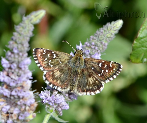 Pyrgus armoricanus
