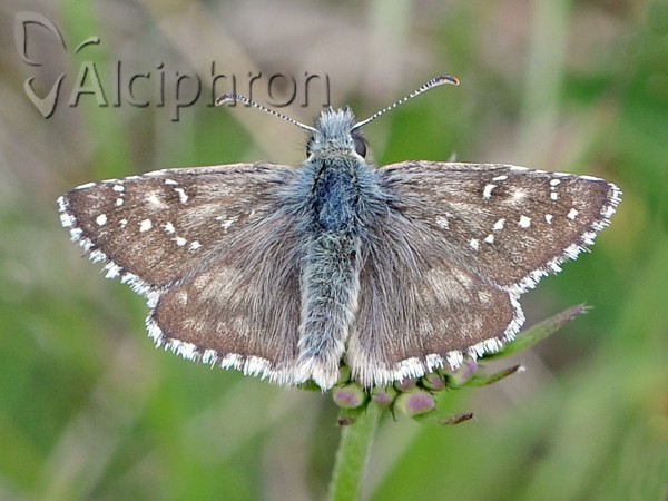 Pyrgus alveus