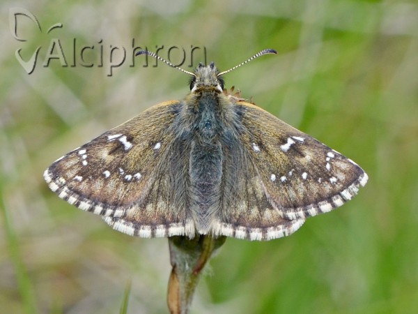 Pyrgus alveus