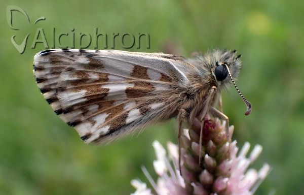 Pyrgus alveus