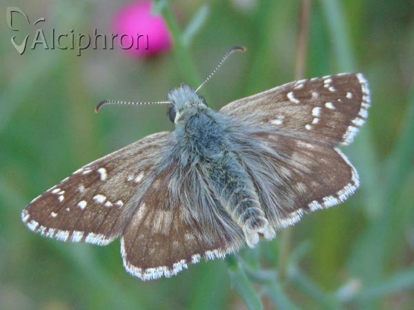 Pyrgus alveus