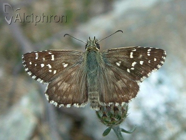 Pyrgus alveus