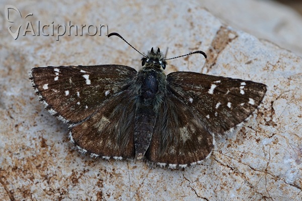 Pyrgus alveus