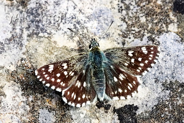 Favria cribrellum