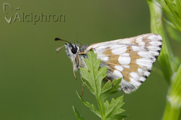 Favria cribrellum