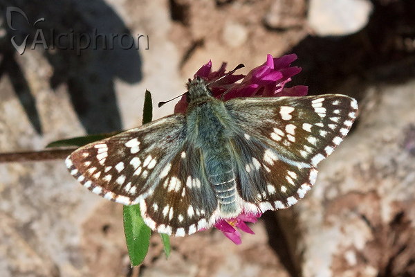 Favria cribrellum