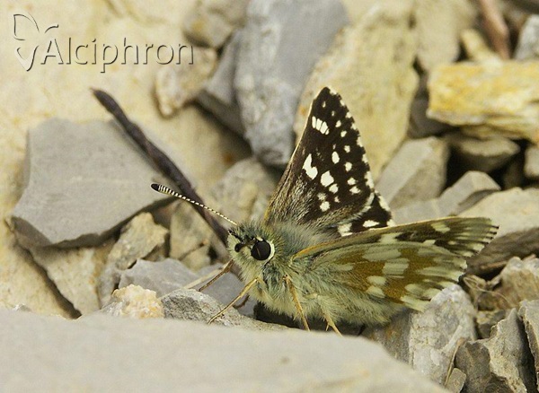 Favria cribrellum