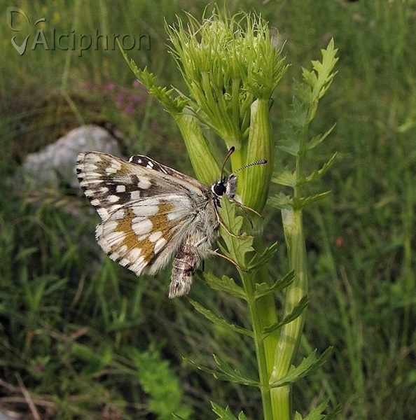 Favria cribrellum