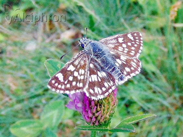 Favria cribrellum