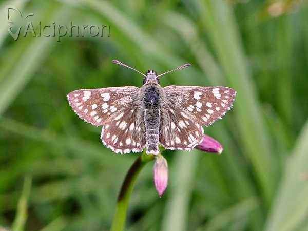 Favria cribrellum