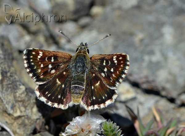 Spialia orbifer