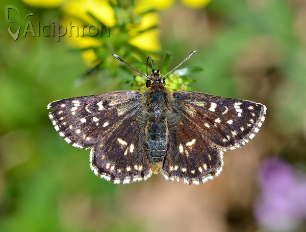 Spialia orbifer
