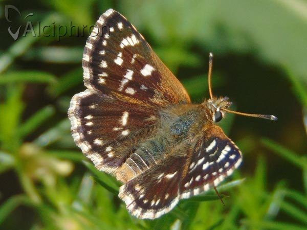 Spialia orbifer