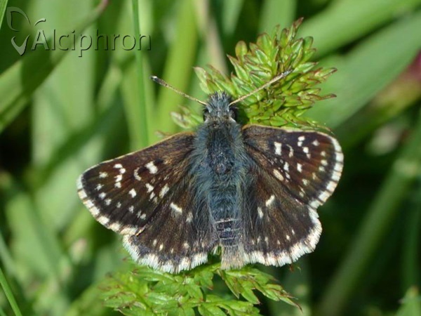 Spialia orbifer