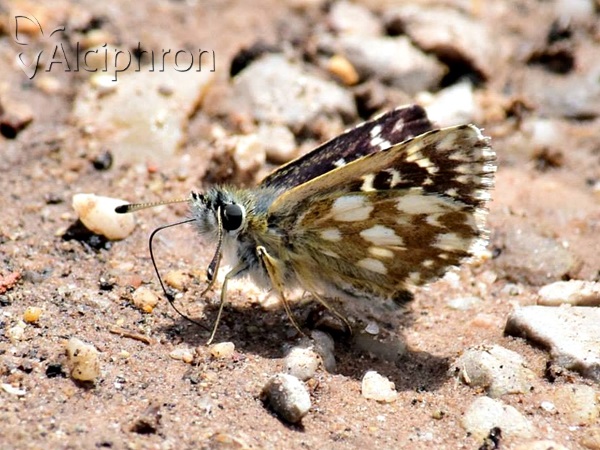 Spialia orbifer