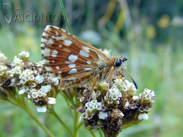 Spialia orbifer