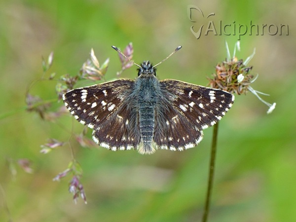 Spialia orbifer