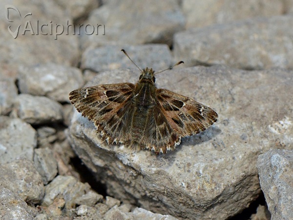 Carcharodus alceae